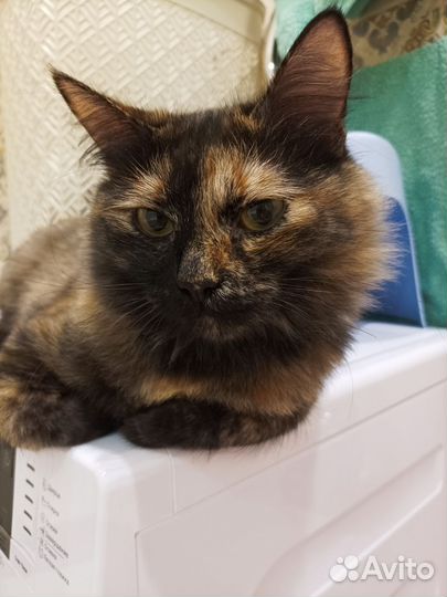 Кошка в дар