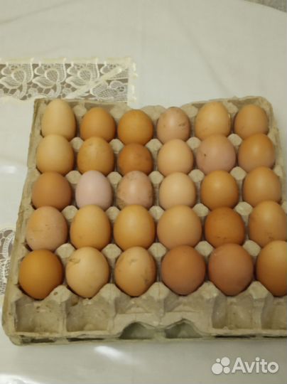 Домашние куриные яйца