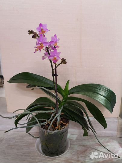Орхидея фаленопсис льюис берри, luis berry