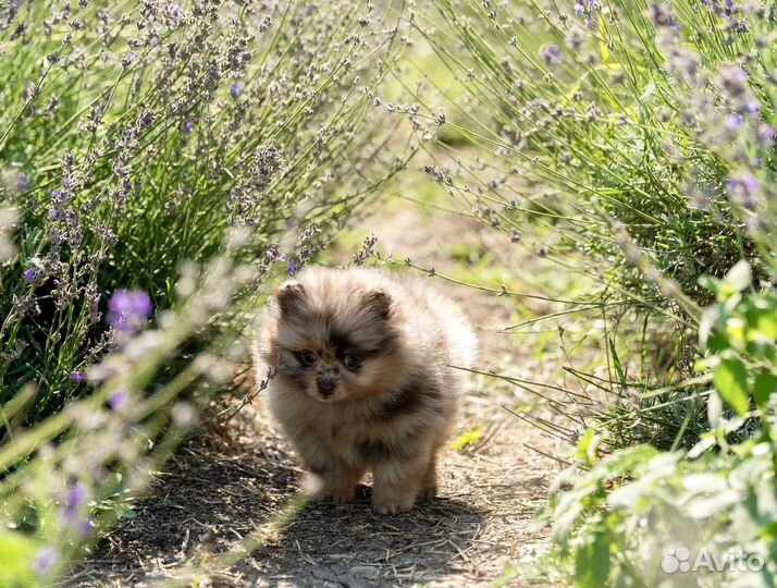 Шоколадно-мраморная малышка померанского шпица