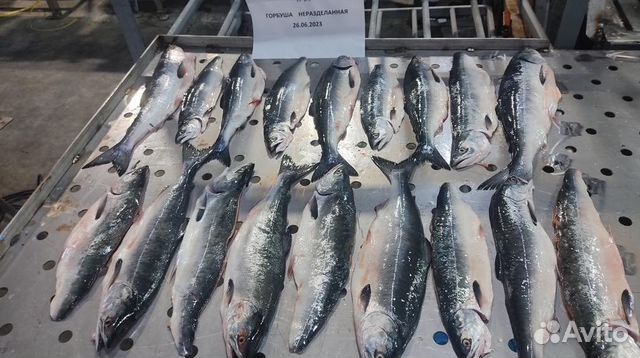 Горбуша свежемороженая неразделанная купить в Каменоломнях | Товары для ...