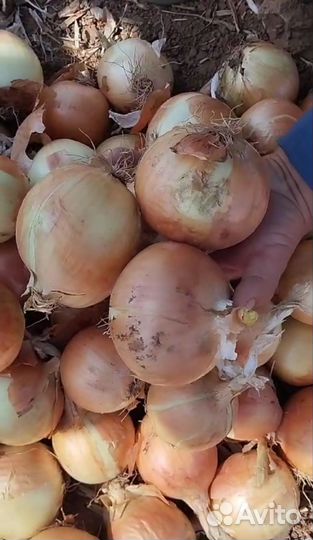 Лук репчатый оптом