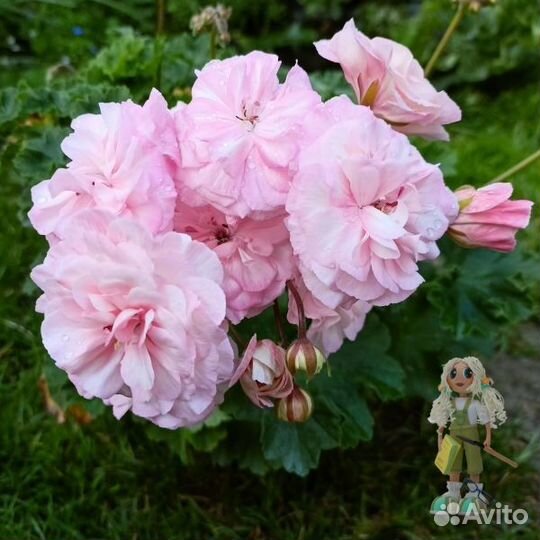 Пеларгония Леона Галактика