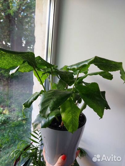 Калатея нетворк