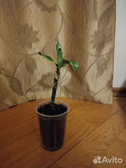 Драцена Fragrance Golden Coast