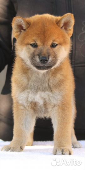 Щенки сиба ину