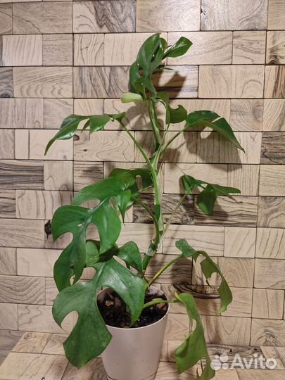 Монстера минима