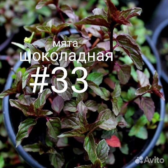 Мята сортовая, с разными ароматами, вариегатная