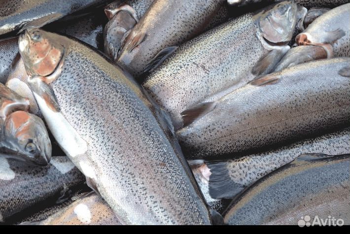 Форель Карелия