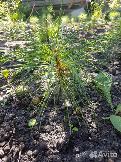 Кедр сибирский саженцы