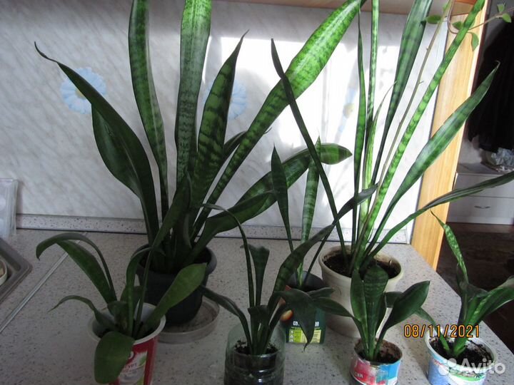 Каланхоэ лечебный и т. д