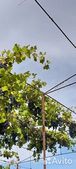 Саженцы винограда