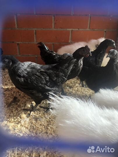 Черные куры ухейилюй