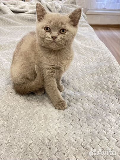 Британский котёнок мальчик