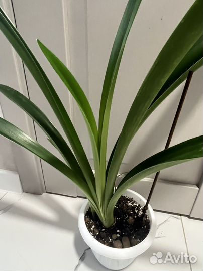 Гиппиаструм