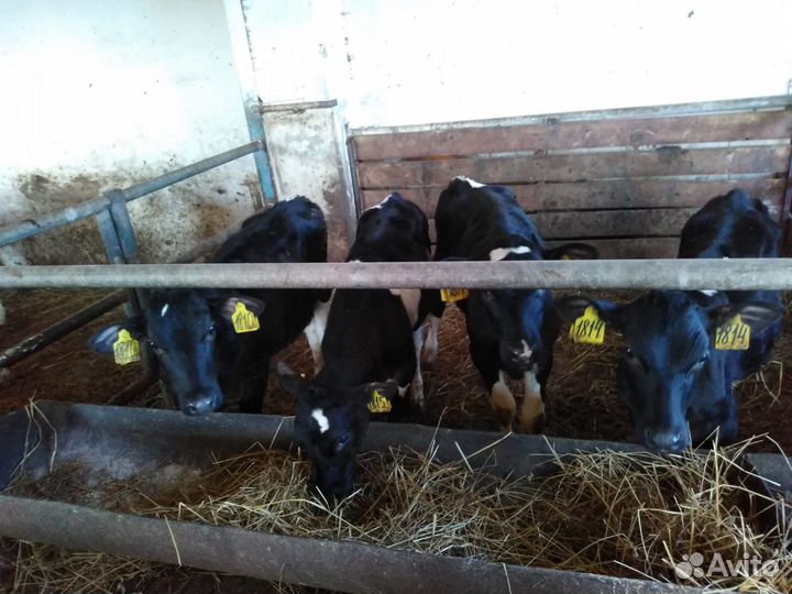 Телята мясной породы бычки