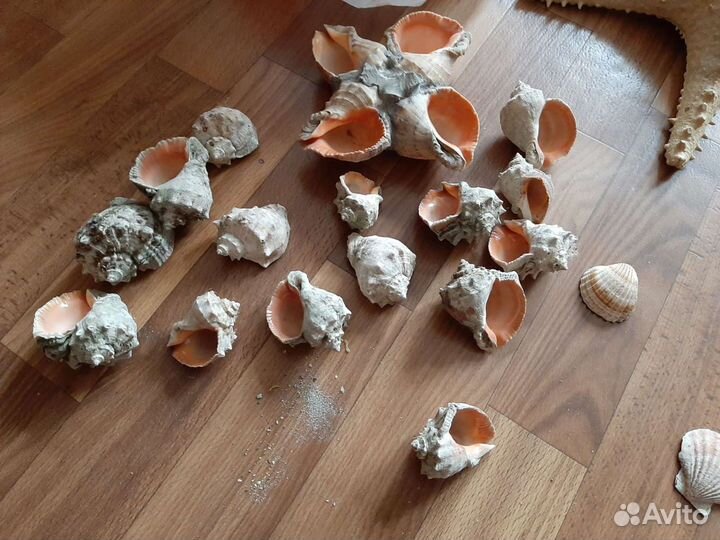 Ракушки,грунт