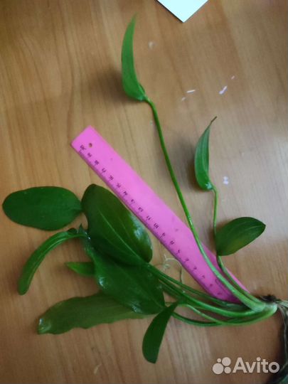 Эхинодорус