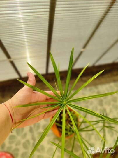 Циперус (папирус)