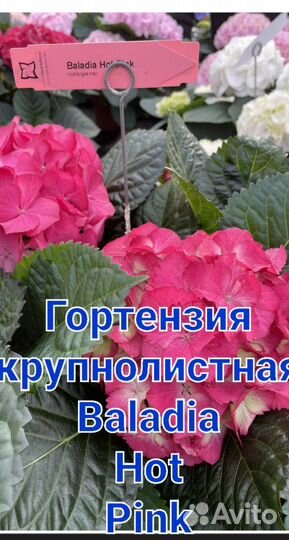 Гортензия