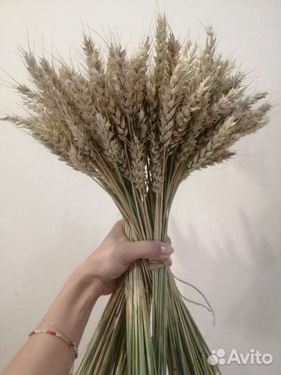 Пшеница сухоцвет колоски для декора