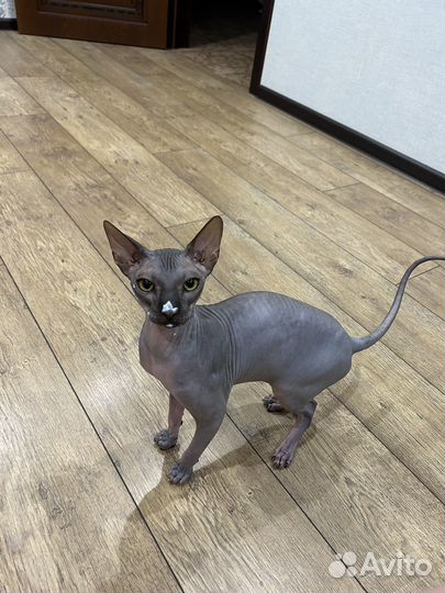 Донской сфинкс