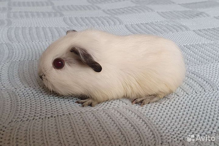 Морская свинка. Девочка