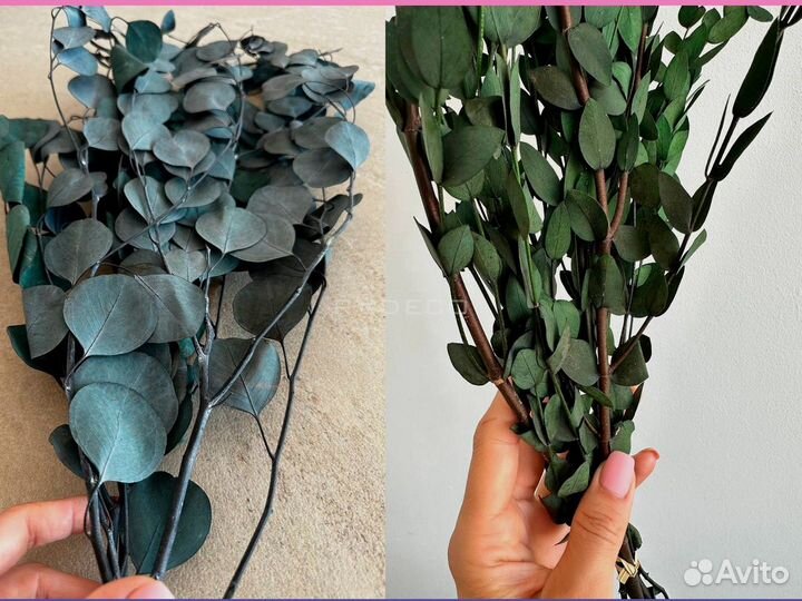 Стабилизированные растения и сухоцветы