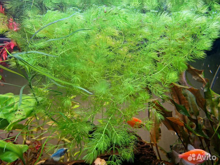 Роголистник - литровая банка