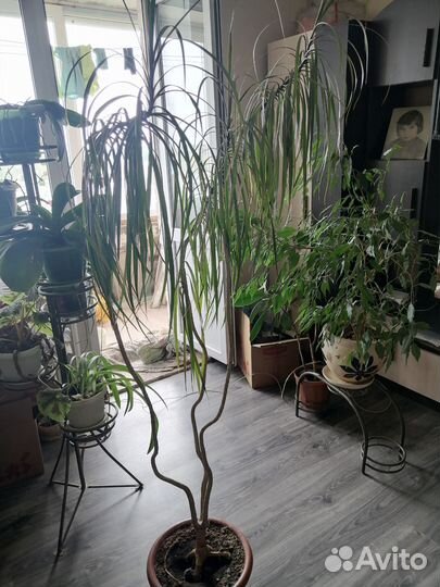 Пальма драцена