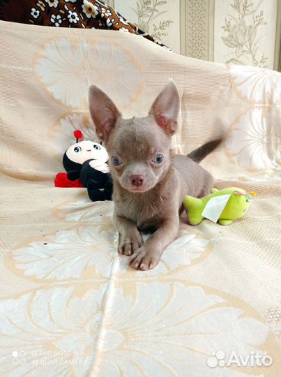 Мини мальчики