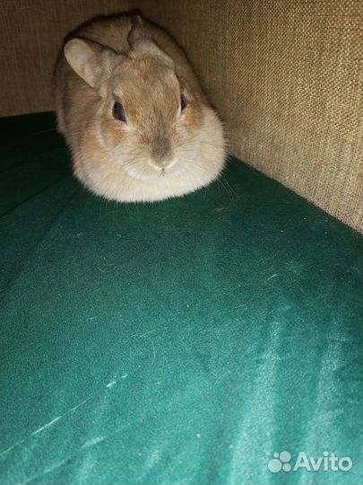 Декоративные кролики