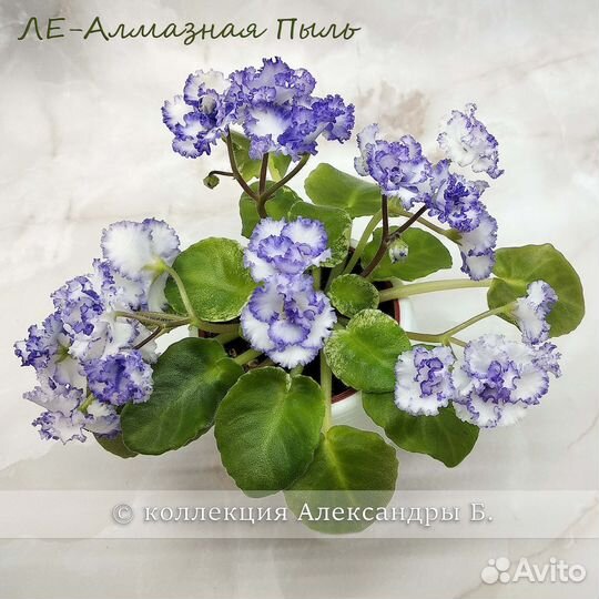 Листы фиалок полумини/мини