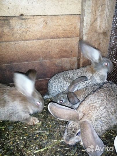 Кролик фландер