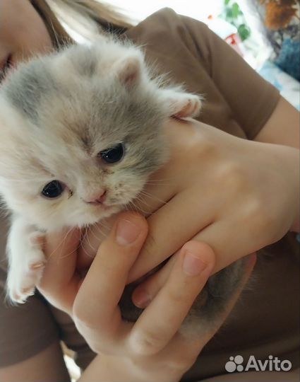 Экзотическая кошка