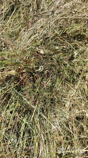 Сено луговое в тюках (брикетах, кипы). Доставка