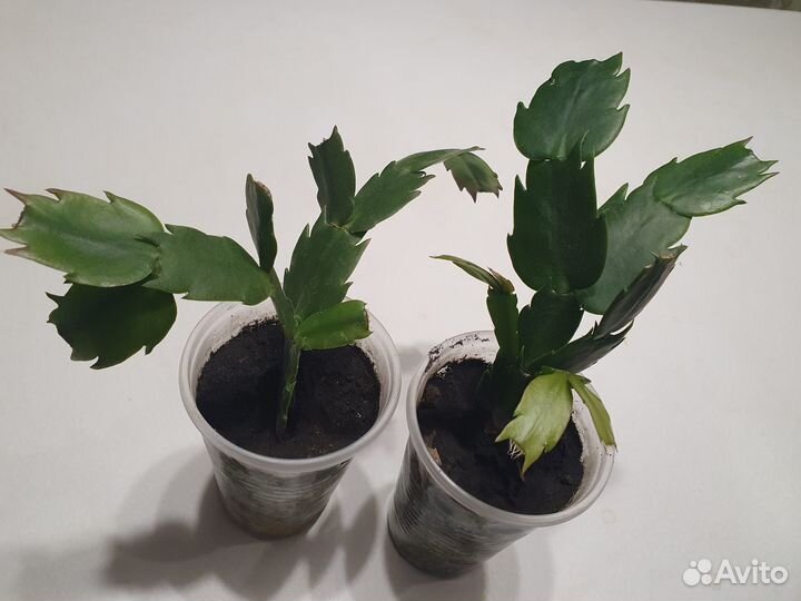 Комнатный цветок, Декабрин