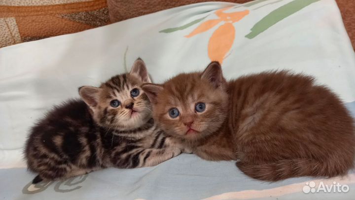Шотландские котята