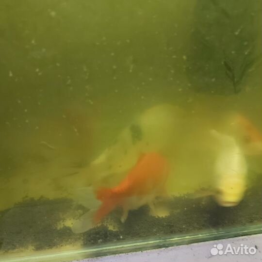 Золотые караси и карпы кои, аквариум и фильтр