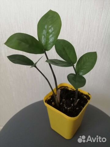 Замиокулькас