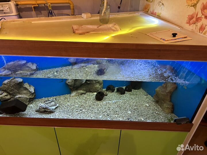 Аквариум