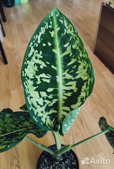 Диффенбахия Рефлектор