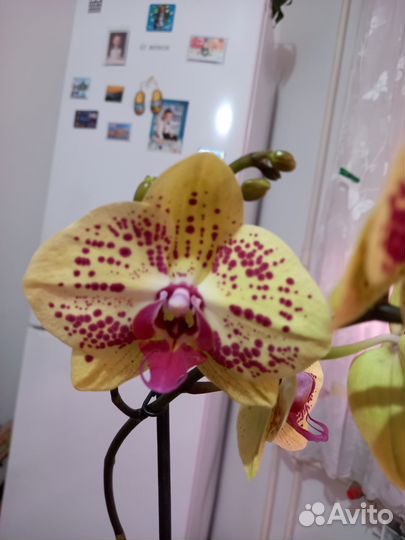 Орхидея фаленопсис