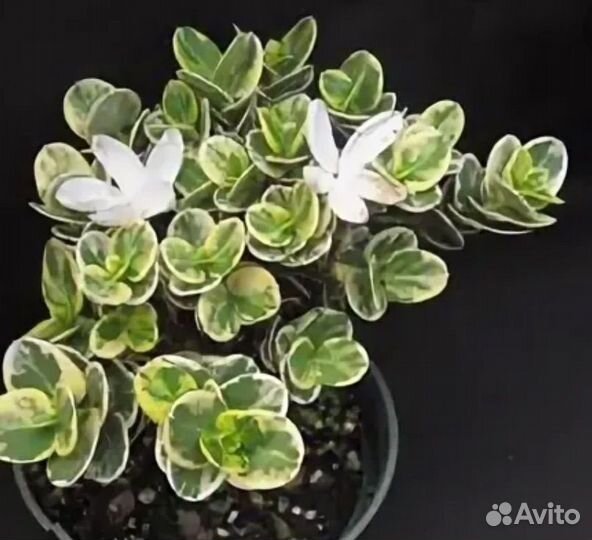 Комнатные цветы. Карисса, филодендрон Биркин