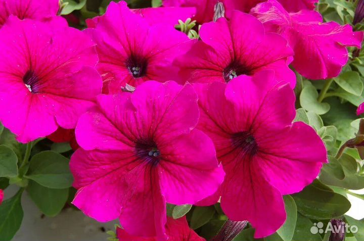 Рассада петуньи