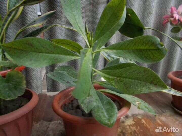 Герань,молочай,сансевиерия,фикус,диффенбахия