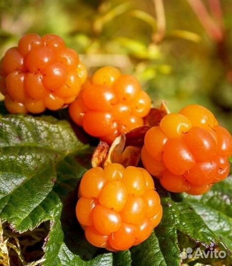 Семена морошки черники брусники