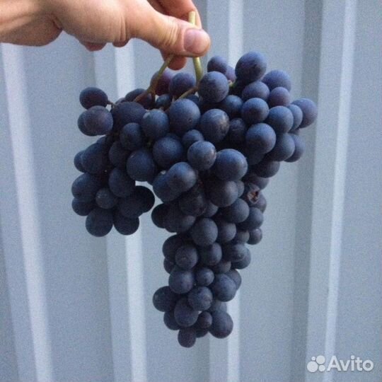 Черенки(чубуки),саженцы виноград агат донской