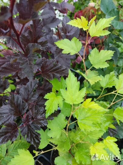 Пузыреплодники