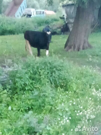 Корова стельная